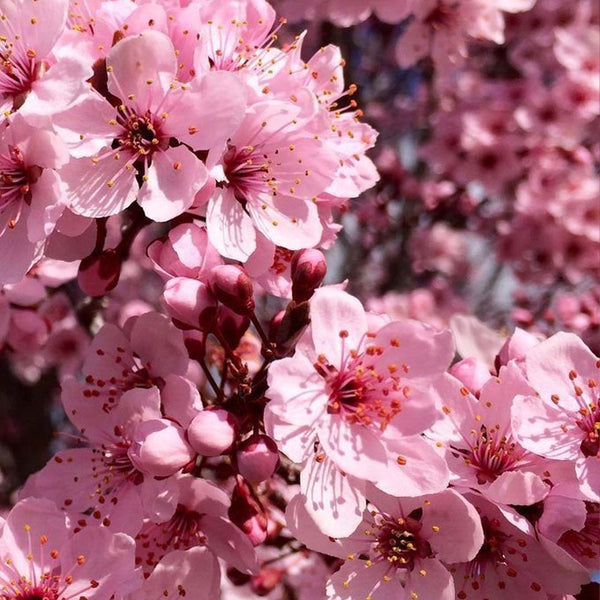 Blossom