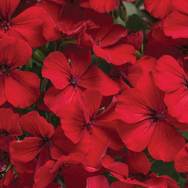 Geranium